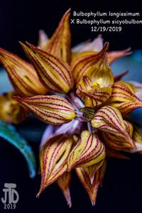 Bulbophyllum longissimum-sicyobulbon