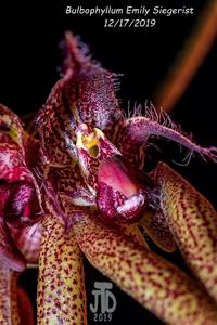 Bulbophyllum Emly Siegerist