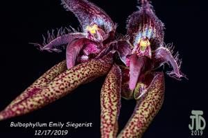 Bulbophyllum Emly Siegerist