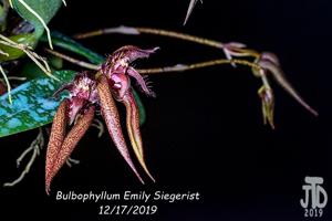 Bulbophyllum Emly Siegerist