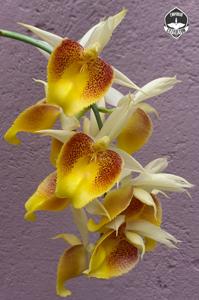 Catasetum Durval Ferreira