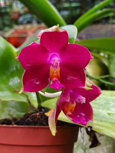 Phalaenopsis Mel's Purple Ruby