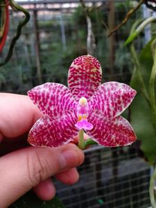 Phalaenopsis Joey