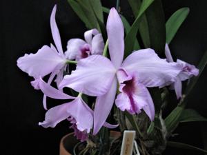 Laeliocattleya Cynda Scott