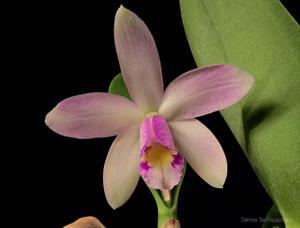 Cattleya Jairak Dolly