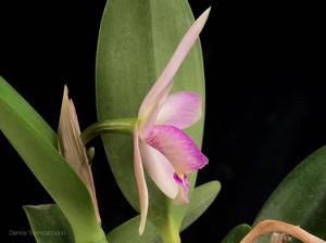 Cattleya Jairak Dolly