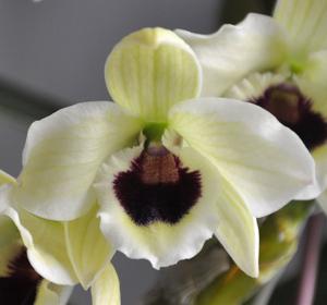 Dendrobium Golden Blossom