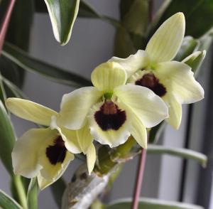 Dendrobium Golden Blossom