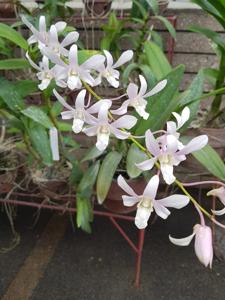 Dendrobium Jaquelyn Thomas