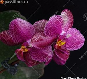 Phalaenopsis Black Sentra