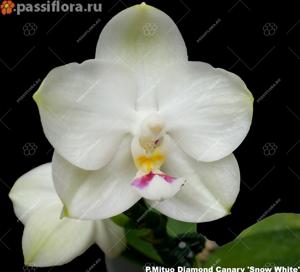 Phalaenopsis Mituo Diamond Canary