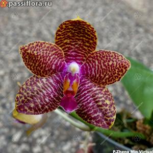 Phalaenopsis Zheng Min Virtual