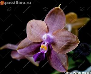 Phalaenopsis Mituo Purple Dragon