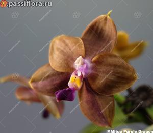 Phalaenopsis Mituo Purple Dragon