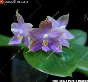 Phalaenopsis Mituo Purple Dragon