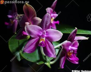 Phalaenopsis Miki Sabina