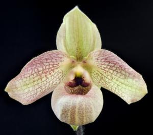 Paphiopedilum Wössner Butterfly