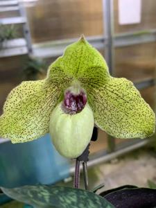 Paphiopedilum Ma Belle