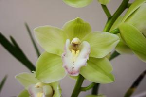 Cymbidium John Rowe