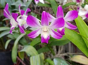 Dendrobium Jaquelyn Thomas