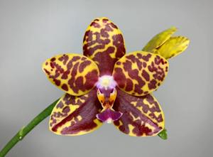 Phalaenopsis Sogo Pony