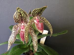 Paphiopedilum Rolfei