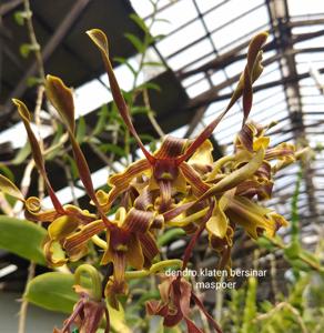 Dendrobium Klaten Bersinar