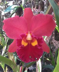 Rhyncholaeliocattleya NSA Linda Dona