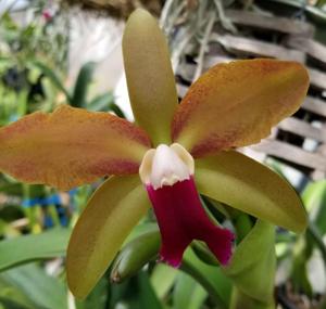 Rhyncholaeliocattleya Egyptian Queen