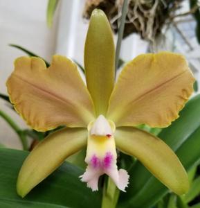 Rhyncholaeliocattleya Egyptian Queen