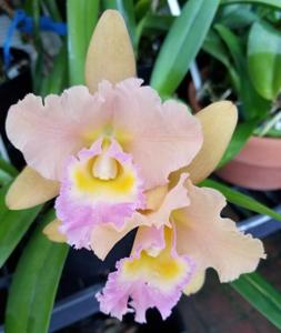 Rhyncholaeliocattleya Memoria Bob Crowder