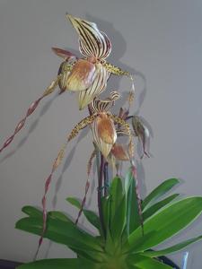 Paphiopedilum Isabel Booth