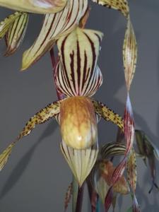 Paphiopedilum Isabel Booth