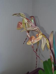 Paphiopedilum Isabel Booth