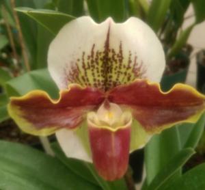 Paphiopedilum Quiberon Bay