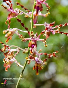 Dendrobium Nurjanah