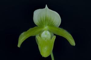 Paphiopedilum Wrigleyi