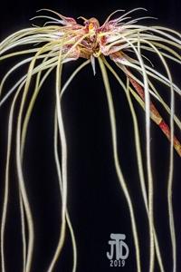 Bulbophyllum Lion King-medusae