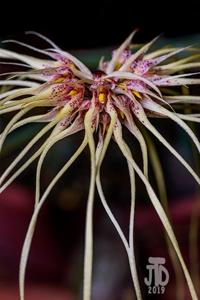 Bulbophyllum Lion King-medusae