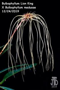 Bulbophyllum Lion King-medusae