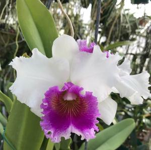 Rhyncholaeliocattleya Good News