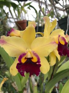 Rhyncholaeliocattleya Toshie's Magic