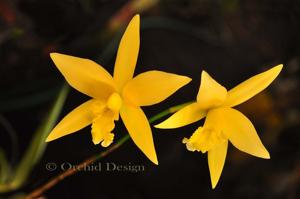 Laeliocattleya Canariensis