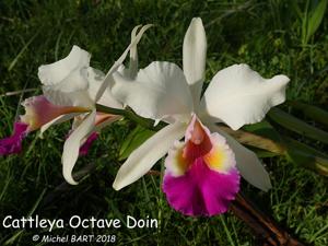 Cattleya Octave Doin