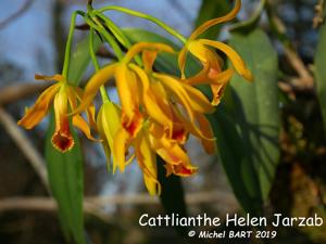 Cattlianthe Helen Jarzab