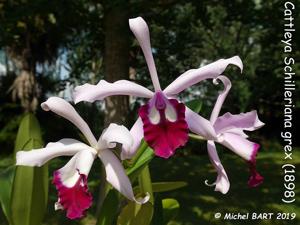 Cattleya Schilleriana gx