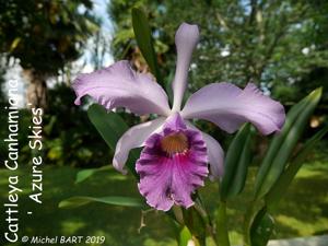 Cattleya Canhamiana