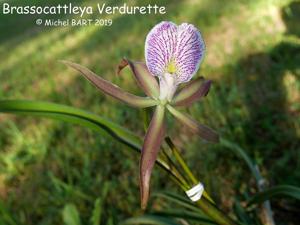 Brassocattleya Verdurette