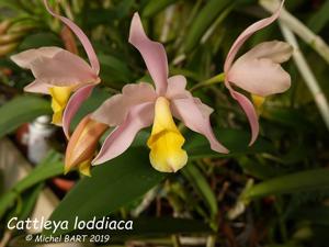 Cattlianthe Loddiaca