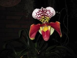 Paphiopedilum Baby Doll